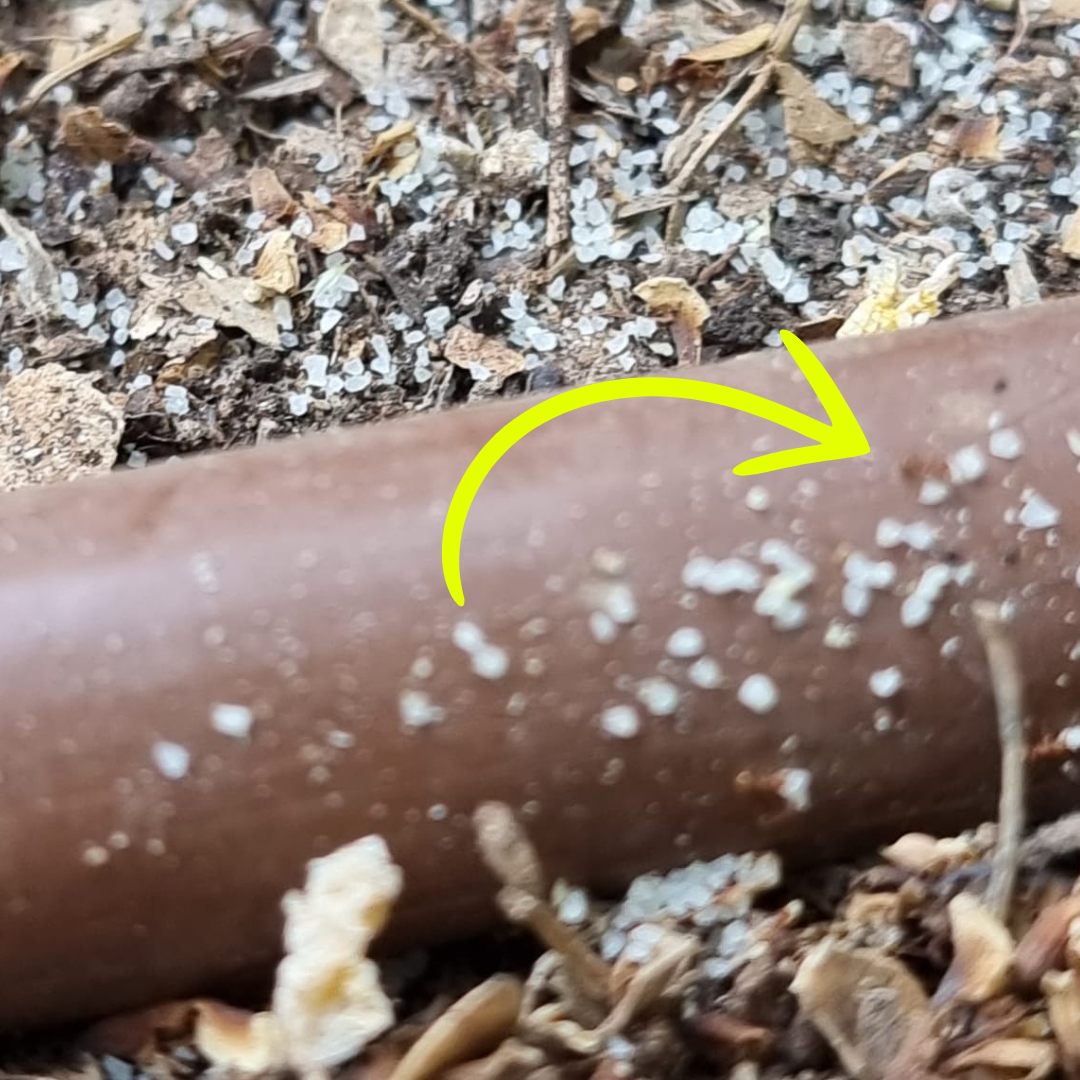 טופגריין לנמלים ולנמלת האש