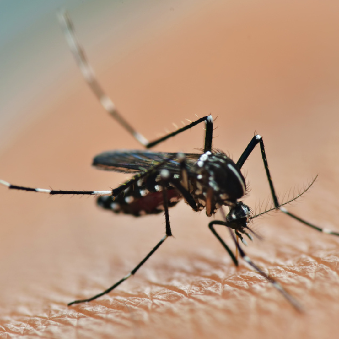 נר ציטרונלה ליתושים -16 שעות נטולות יתושים