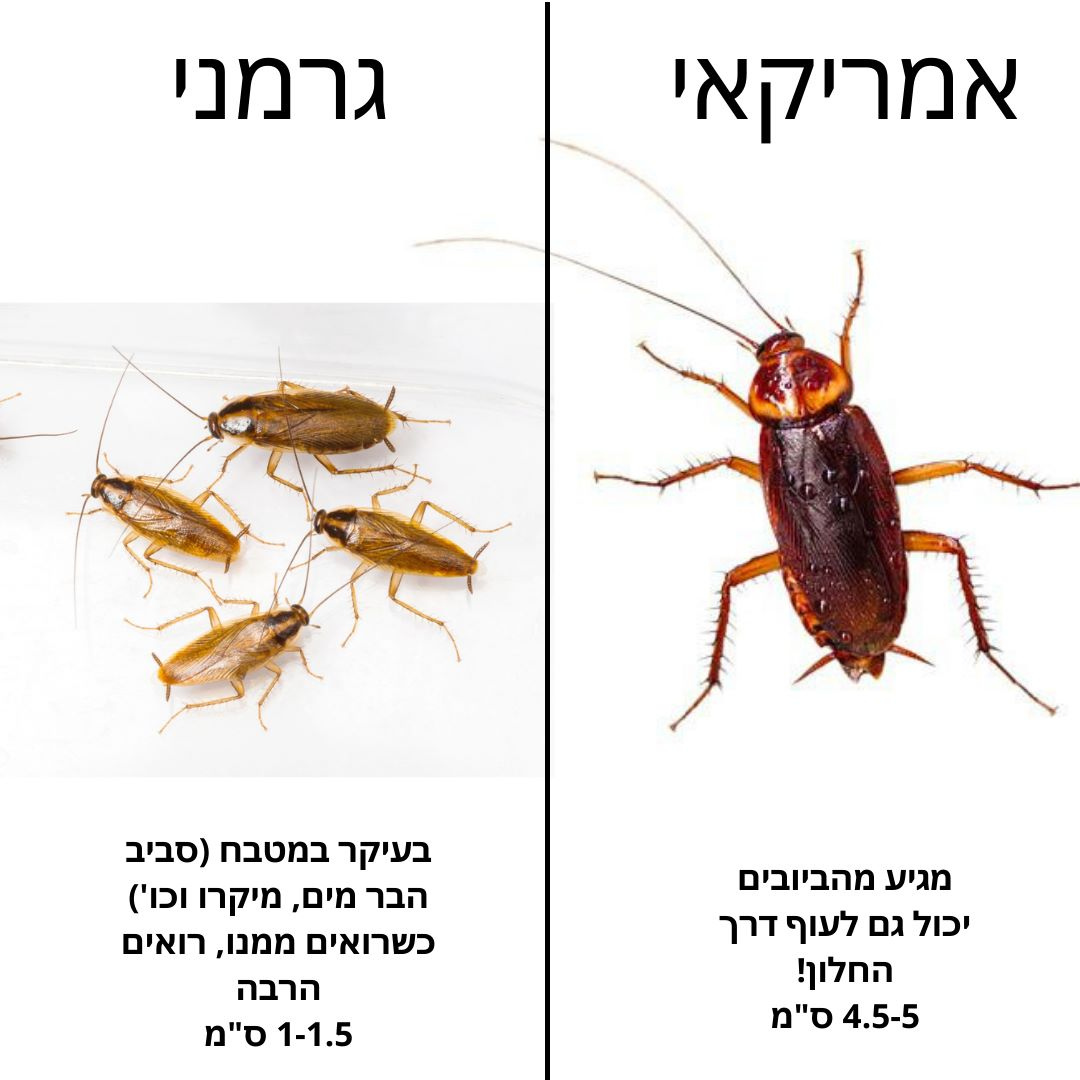 מארז הדברה לדירה הפרטית