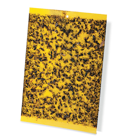 הלוחית הצהובה ללכידת זבובים ויתושים - גודל L